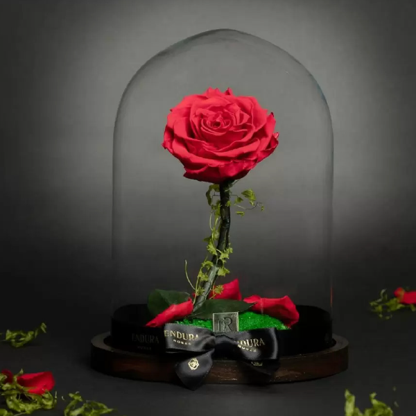 Belle Exquisite - £130 - Endura Roses 